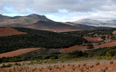 El entorno del viñedo