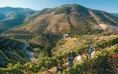 La inclinación del viñedo hace que su cuidado sea manual