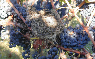 Uvas de los viñedos de Chateau Les Grands Marechaux