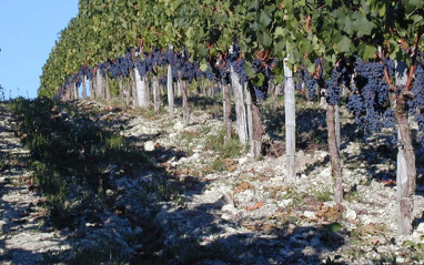 Viñedo Chateau Les Grands Marechaux