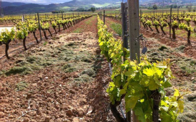 Viñedos en La Rioja