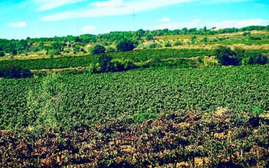 La viñas de la bodega disfrutan del clima mediterráneo