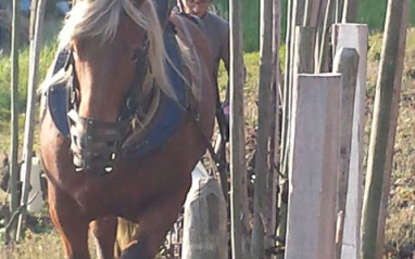 Trabajos en viña con caballos