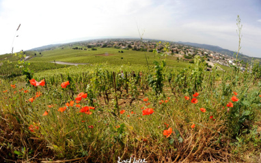 Panorámica del viñedo