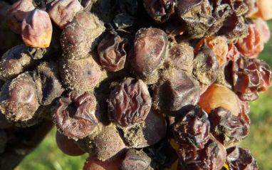 Racimo afectado por la podredumbre noble