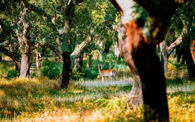 Un venado en la propiedad