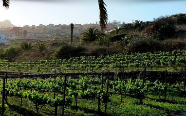 Viñedos en pendiente