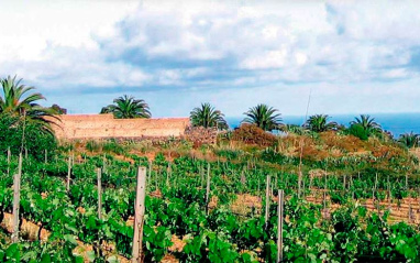 Viñas con mar de fondo