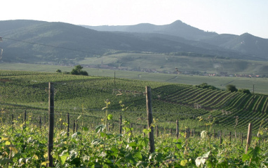 Viñedos de Famille Hugel