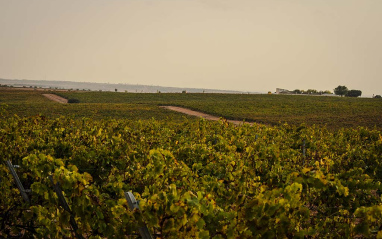 Vista panorámica del viñedo