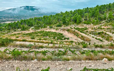 Los suelos blancos, casi albarizas, distinguen a la parcela