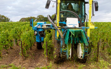 Trabajando el viñedo