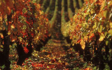 Otoño en el viñedo