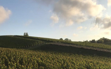 Viñedos