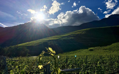 Atardecer en el viñedo