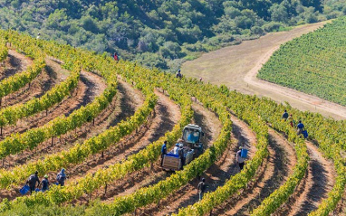 Viticultura en pendiente