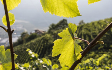 Viñedo de Kellerei Cantina Terlan