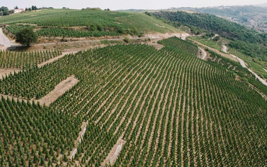 Viñedo La Landonne