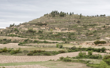 Viñedos en terrazas en Labastida