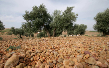 Olivo entre guijarros