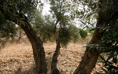 Desde el interior del olivar