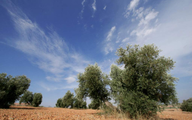 Olivos en La Mancha