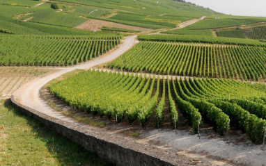 Vista de los viñedos
