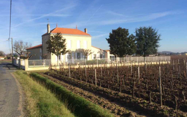 Château al fondo con viñedo en primer plano