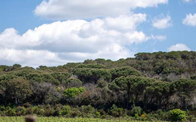 Viñedo en primavera