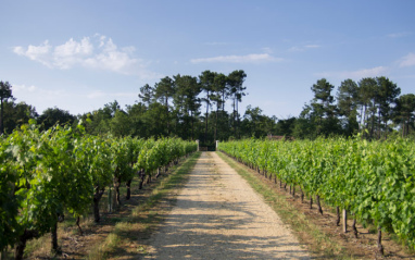 Camino en el viñedo