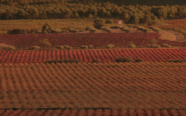 Campos Les Vins Bonhomme