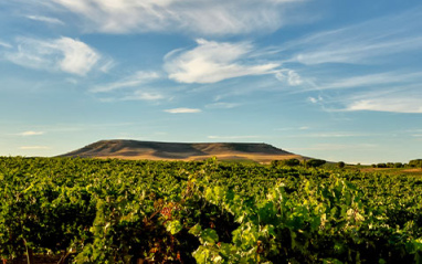 Vista general de los viñedos