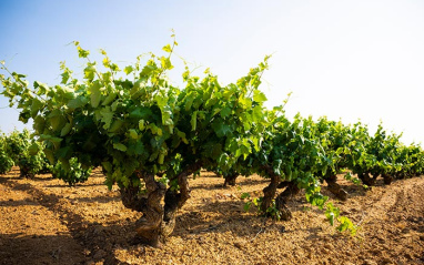 Viñas en vaso