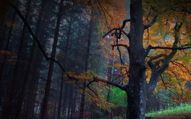 Bosque cercano a la destilería