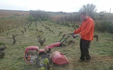 Labores en el viñedo