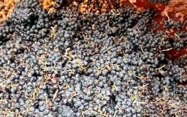 Uvas fermentando