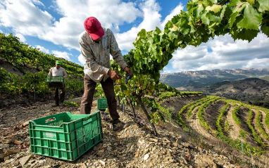 Viñedos en costers