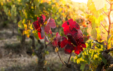 Otoño en viñedo