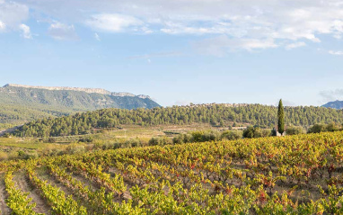 Viñedo en verano