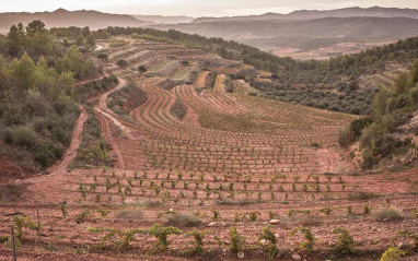 Panorámica de viñas y olivos