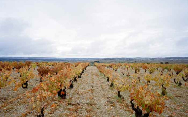 Viñedo de cascajos en Roa. Foto de Jason Orton