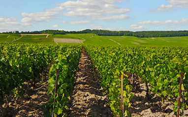 Vista de los viñedos