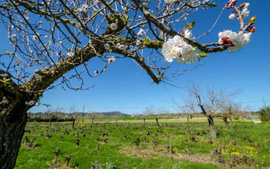 Viñedo en primavera