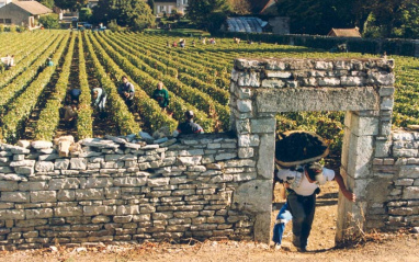 Vendimia en Domaine Michel Juillot