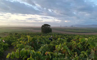 Paisaje de los viñedos de Miguel Merino