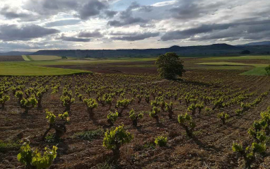 Paisaje de viñas en Briones