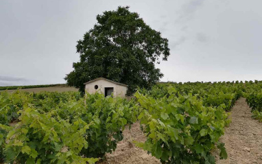 Antigua casa de laboreo en mitad del viñedo