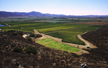 Vista cenital del viñedo