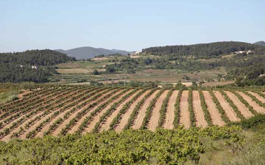 Panorámica del viñedo de MontRubí