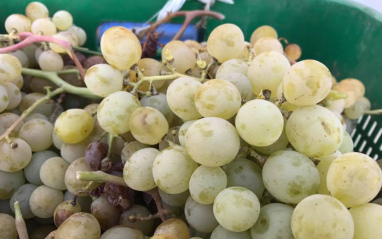 Moscatel de Alejandría en caja de vendimia